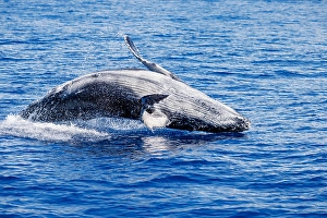 Humpback Whale Calf Drucke: A young humpback whale calf testing out its leaping capabilities