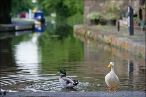 Bild von Enten, die sich im Kanal von Linlithgow baden.