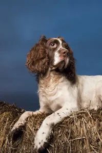 Porträt des Springer Spaniels liegt auf einem Strohhaufen in Schottland im Vereinigten Königreich