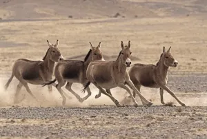 Kleine Herde des Asiatischen Wildes Esels (Equus hemionus) läuft, Gobi-Nationalpark, Mongolei.