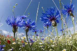 Kornblumen (Centaurea cyanus) im Anbaufeldern nahe von Sugano, Orvieto, Italien Juni