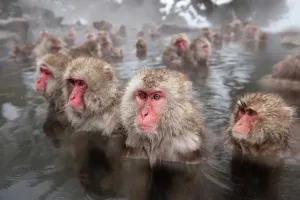 Japanische Makakasen (Macaca fuscata) im heißen Quellwasser von Jigokudani im Präfektur Nagano