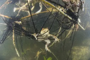 Dezember 2018 Höhepunkte Drucke: Unterwasseransicht von Riesenschildkröten (Bufo bufo) und Riesentauern im See Ain der Alpen Frankreich
