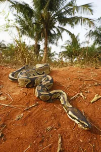 Drucke von Königsschlangenpython (Python regius). Togo unter kontrollierten Bedingungen Python Drucke: Königsschlangenpython (Python regius). Togo, unter kontrollierten Bedingungen