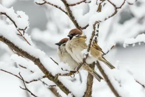 Drucke von Eichhörnchen im Schnee, Bayern, Deutschland März Montanus Drucke: Eiche-Sperlings (Passer montanus), Schnee, Bayern, Deutschland März