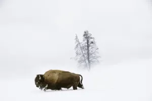 Amerikanischer Bison (Bison bison) männlich geht durch tiefen Schnee.