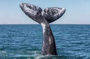 Drucke von Grünwalen-Wale (Eschrichtius robustus), Schwanzgeometrie im Salzwasser der Laguna de San Ignacio in dem Naturschutzgebiet Reserva de la biosfera El Vizcaino auf der Halbinsel Baja California, Mexiko Muridae Drucke: Grünwalenwale (Eschrichtius robustus)