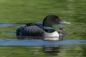 Gewöhnlicher Fischadler mit Jungvogel neben sich in der Provinz Britisch-Kolumbien im Kanada Juni
