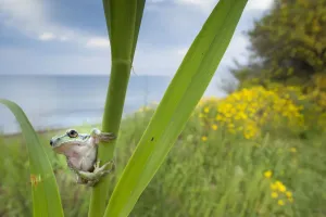 Zitronengelbiger Baumfrosch (Hyla savignyi), der sich um die Küstenpflanze herum schaut, Zypern, April