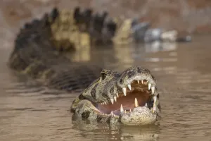 Yacare-Kaimane (Caiman yacare), Kuiaba-Fluss im Pantanal in Brasilien, August