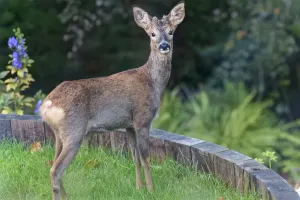 Achtung junger Hirschrücken (Capreolus capreolus) Jungböcke mit entwickelnden Scheren auf einem