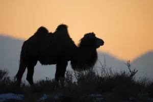 Perämeren kameli (Kamelmusa perämerensia) Mies silhouetteerattuna iltaisessa säällä