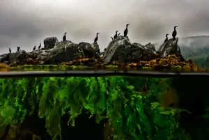 Drucke von Ebeneniveau von Möwenartigen (Phalacrocorax sp.), die auf Felsen stehen und unter Wasser Seeblätter (Ulva sp.) sehen können, in der Hussar-Bucht, Nigei-Inseln im Queen Charlotte Strait Kormorane Drucke: Ebenen der Seeschaumkörner (Phalacrocorax sp)