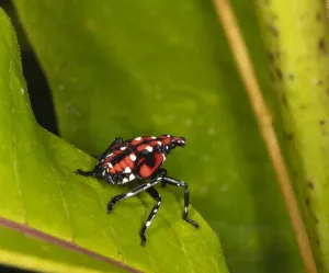 Fleckenblattfalter (Lycorma delicatula), Viertelinstar-Nymphen, Wissahickon-Valley-Park