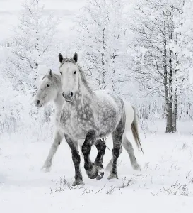 Percheronpferde, zwei einschließlich eines schwarz-weißen Streifenmuster, gehen durch den Schnee, eisige Bäume im Hintergrund. Alberta, Kanada. Februar