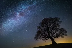 Mondlicht im Himmel mit Silhouette eines Baumes, Brecon Beacons Nationales Park und eine Stadt
