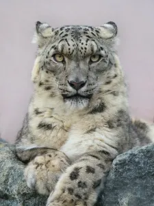 Bergleopard (Panthera uncia), Porträt mit zurückgelegten Ohren, gefangen