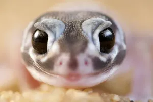 Glatter Knöpfen-Nepherur-Geckohund Portrait