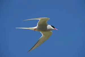 Arltisches Sterngäsch (Sterna paradisaea), im Flug über der Innere Farnes, Färöer Inseln Nordumbrien