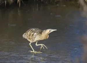 Bittern (Botaurus stellaris), geht auf Eis zu Fuß im Slimbridge WWT in Gloucestershire, England und Großbritannien Februar.