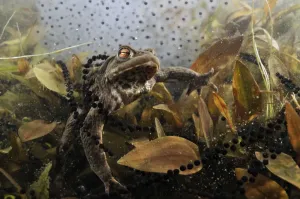 Common Toad Drucke: Common toad (Bufo bufo) in a pond, with toad spawn and frogspawn, Coldharbour, Surrey