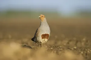 Grauer Wildschweinhuhn (Perdix perdix) auf einem geroden Feld in Norfolk, England. Großbritannien. April
