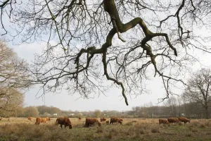 Hochlandkuh Drucke: Hochlandrinderhirde graszt bei Foxlease und Ancells Moor SSSI, Hampshire, England