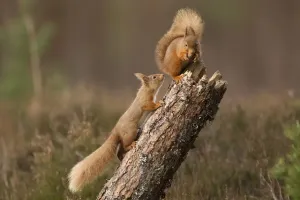 European Mammals Photos Drucke: Red squirrel (Sciurus vulgaris) approaching another as it eats a nut
