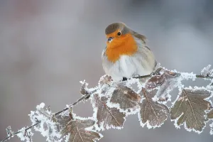 Robin (Erithacus rubecula) adultes sitzt im Winter mit aufgefächerten Federn, Schottland, UK, Dezember.