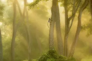 Mandrinchirurg (Semnopithecus), klettert Baum im nebligen Wald am Morgen in Indien, November