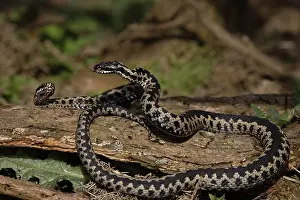 Venomous Snakes UK Drucke: Two Adder (Vipera berus) males fighting, Suffolk, England, UK. April