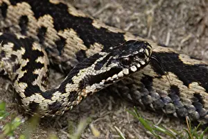 European Viper Species Drucke: Adder (Vipera berus) portrait, Suffolk, England, UK. April