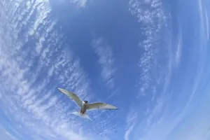 Arltischer Fischhalter (Sterna paradisaea) fliegt über dem Meer. Shetlandinseln, Nordumbrien, Großbritannien. Mai