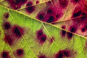 Alex Hyde Drucke: Violette Schleimrötung (Phragmidium violaceum)