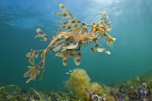 Ein Blattfroschschwanz (Phycodurus eques) aus der unteren Perspektive fotografiert. Hafen von Wolle-Bay, Edithburgh
