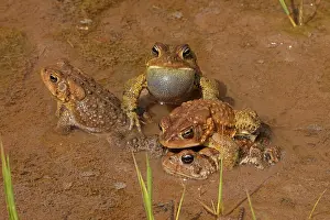 Animal Reproduction Behavior Drucke: American toads (Anaxyrus americanus) pair in amplexus