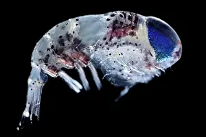 Atlantic Ocean Invertebrates Drucke: Amphipod (Hyperiidea) portrait