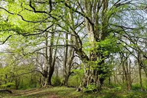 Ancient Beech Trees Drucke: Ancient Beech trees (Fagus sylvatica) in spring