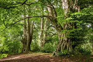 Ancient Beech Trees Drucke: Ancient Beech trees (Fagus sylvatica) in summer