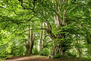 Ancient Beech Trees Drucke: Ancient Beech trees (Fagus sylvatica) in summer