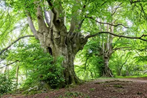 Ancient Beech Trees Drucke: Ancient Beech trees (Fagus sylvatica) in summer