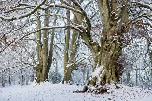 Western Europe Forest Landscapes Drucke: Ancient Beech trees (Fagus sylvatica) in winter
