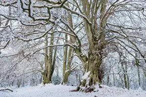 Ancient Beech Trees Drucke: Ancient Beech trees (Fagus sylvatica) in winter
