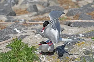 Bird Mating Behaviour Drucke: Arctic terns (Sterna paradisaea) pair