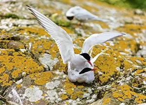 Western Europe Nature Photography Drucke: Arctic terns (Sterna paradisaea) pair mating, Farne Islands, Northumberland, England, UK