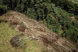 Latin America Environmental Issues Drucke: Area of deforestation in the Buritaca valley