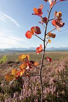 Aspen (Populus tremula)-Säuling, gepflanzt als Teil eines Waldschaffens innerhalb eines umzäunten Bereichs zur Schutz vor Weidetieren, Lynbreck Croft in der Nähe von Grantown-on-Spey.