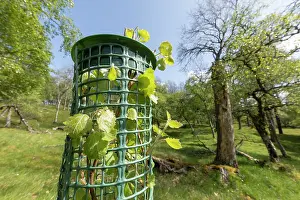 Deciduous Tree Conservation Drucke: Aspen (Populus tremula) sapling in tree guard to protect from browsing