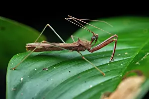 Central America Wildlife Images Drucke: Assassin bug (Heza sp.) resting on a leaf, Tinamaste, Costa Rica