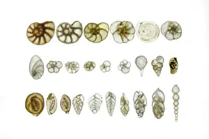 Light Microscopy Images Drucke: Assorted Foraminifera arranged on a microscope slide, focus-stacked light micrograph